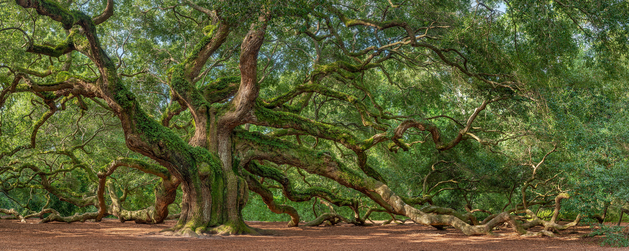 182 megapixels! A very high resolution, large-format VAST photo of a very big Oak tree; nature photograph created by Tim Lo Monaco in Angel Oak Park, Johns Island, South Carolina, USA.