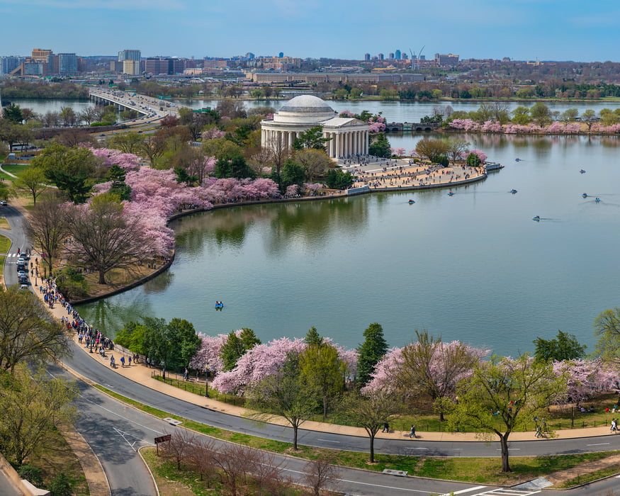 Washington DC Cherry Blossom Photos: Large-Format Art Prints - VAST