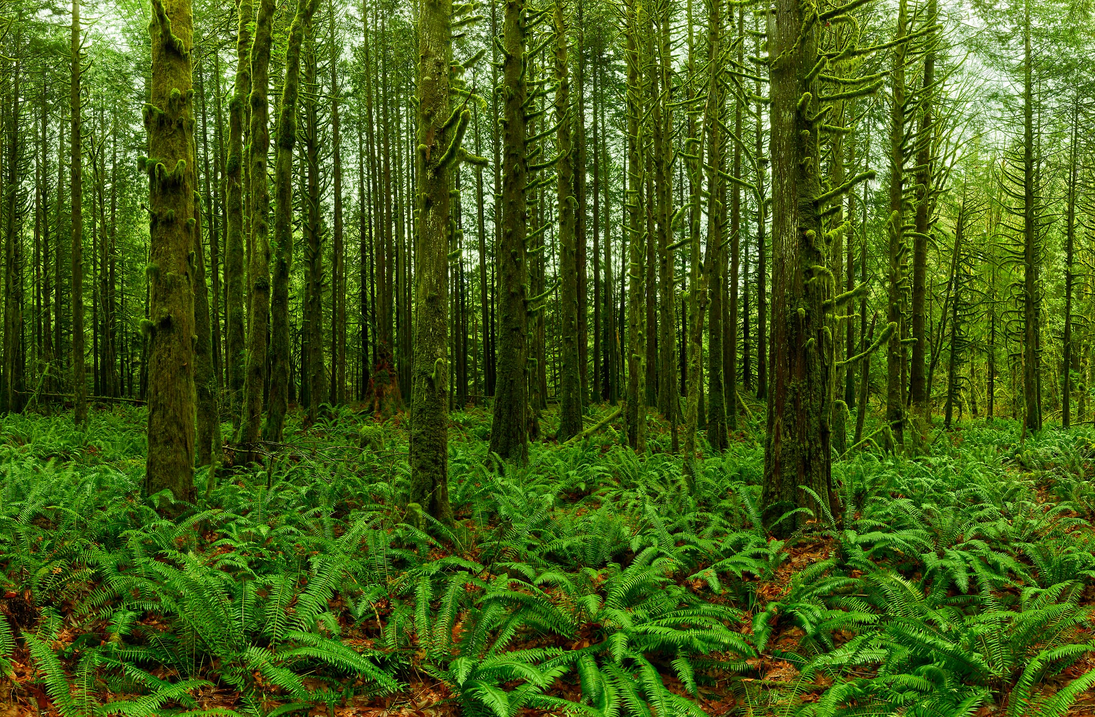 866 megapixels! A very high resolution, large-format VAST photo print of a forest with many ferns on the ground; nature photograph created by Chris Collacott