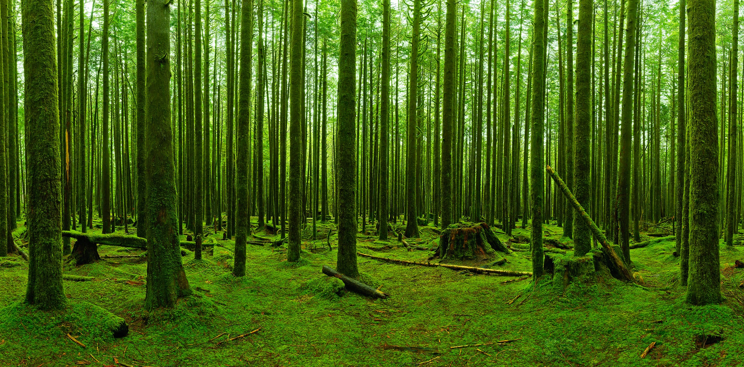266 megapixels! A very high resolution, large-format VAST photo print of a green forest covered in moss; nature photograph created by Chris Collacott.