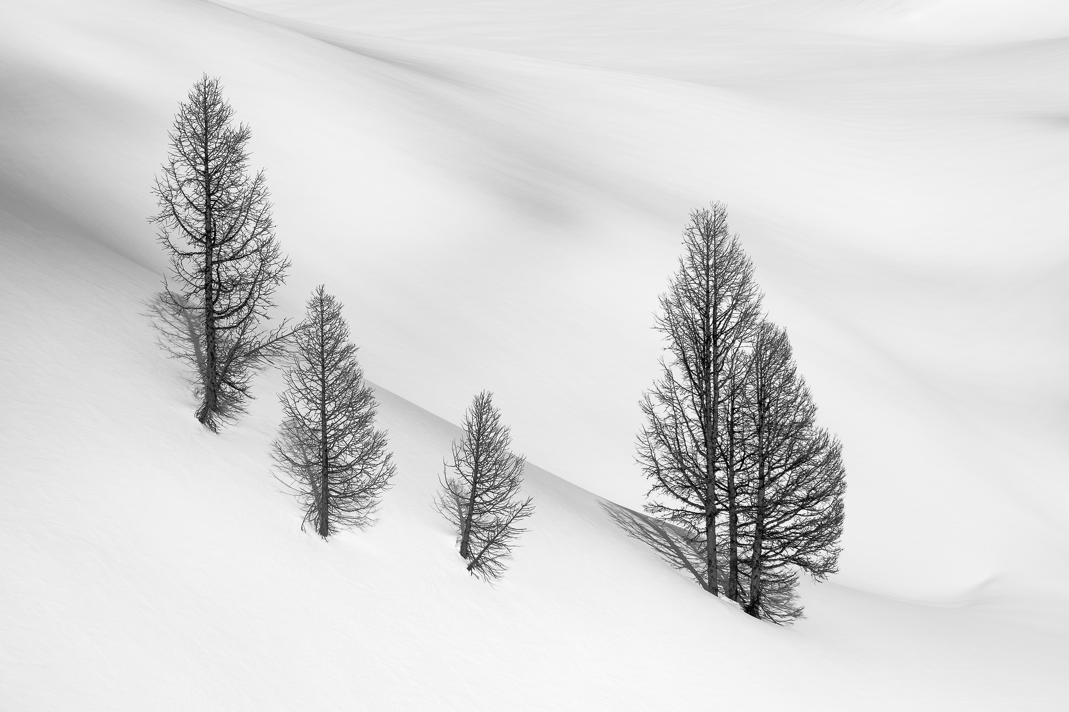21 megapixels! A very high resolution, large-format VAST photo print of a grove of trees in the snow; black and white photograph created by Scott Rinckenberger in Bannock Mountain, Glacier Peak Wilderness, Washington