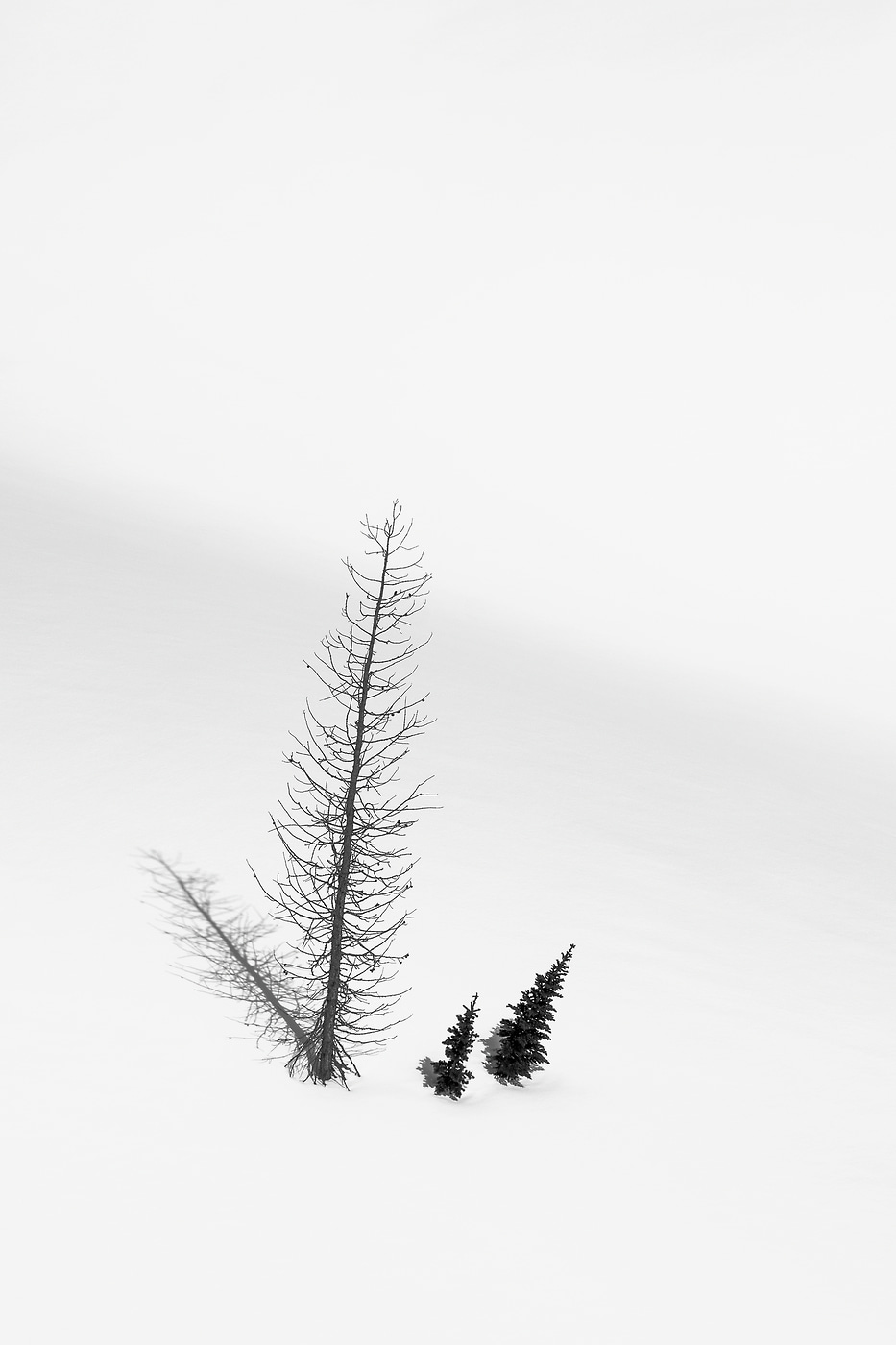 21 megapixels! A very high resolution, large-format VAST photo print of a lone set of trees in the snow on a mountain; photograph created by Scott Rinckenberger in Bannock Mountain, Glacier Peak Wilderness, Washington