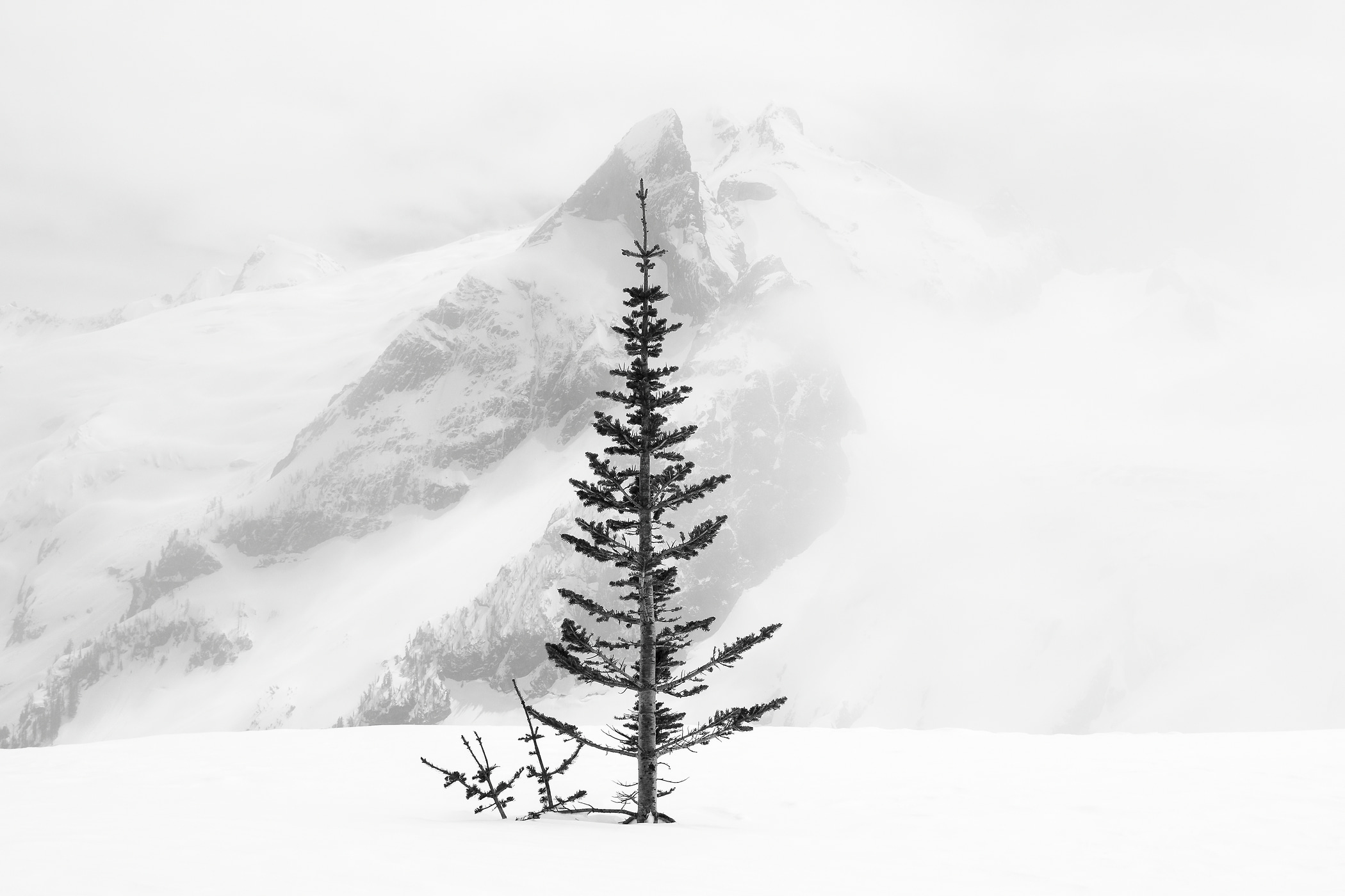 17 megapixels! A very high resolution, large-format VAST photo print of a lone tree in snow in front of a mountain; black and white photograph created by Scott Rinckenberger in Dome Peak, Glacier Peak Wilderness, Washington