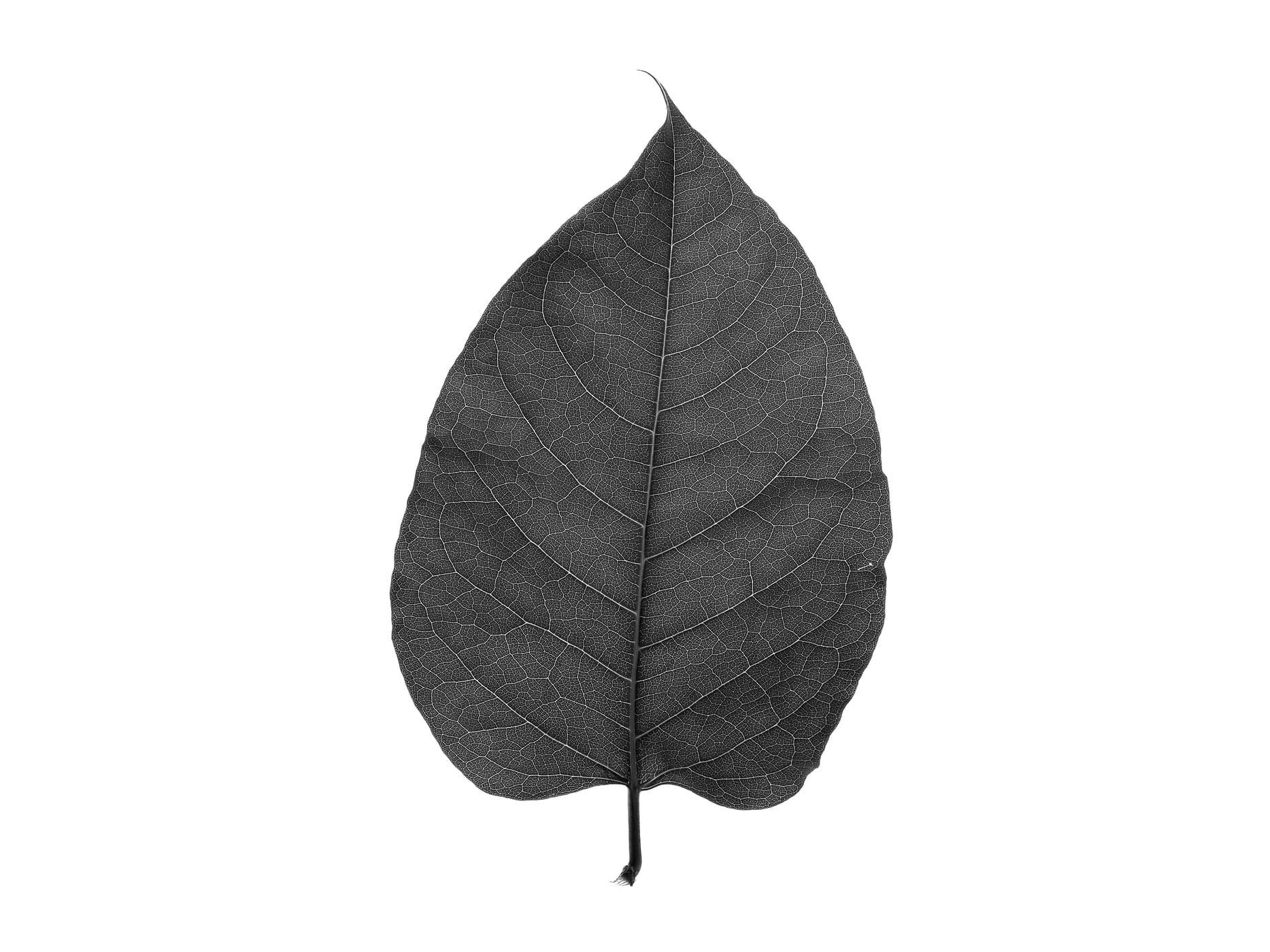 847 megapixels! A very high resolution, large-format VAST photo print of a single leaf; black and white nature photograph created by Scott Rinckenberger in Snoqualmie Falls Park, Snoqualmie, Washington.