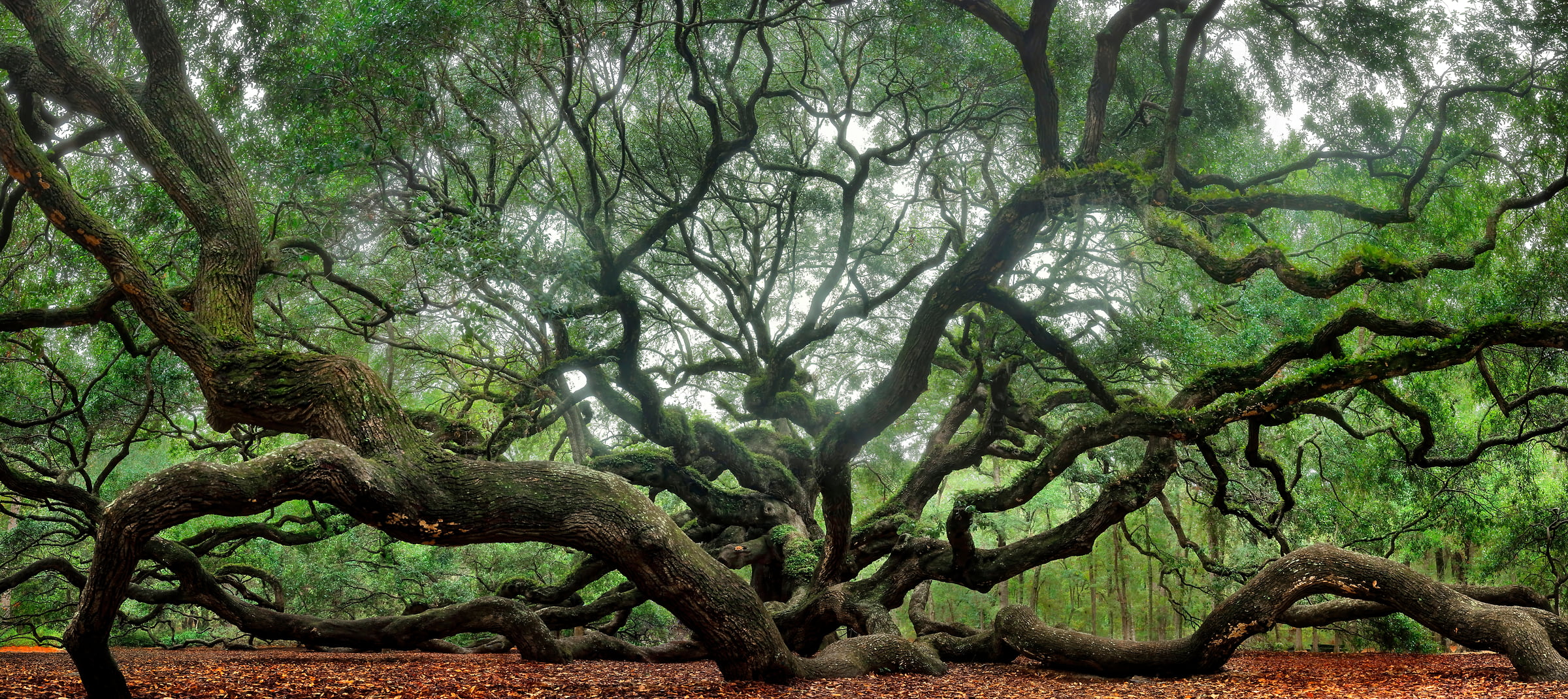324 megapixels! A very high resolution, large-format VAST photo print of a beautiful tree; photograph created by Phil Crawshay in Angel Oak, Charleston, South Carolina