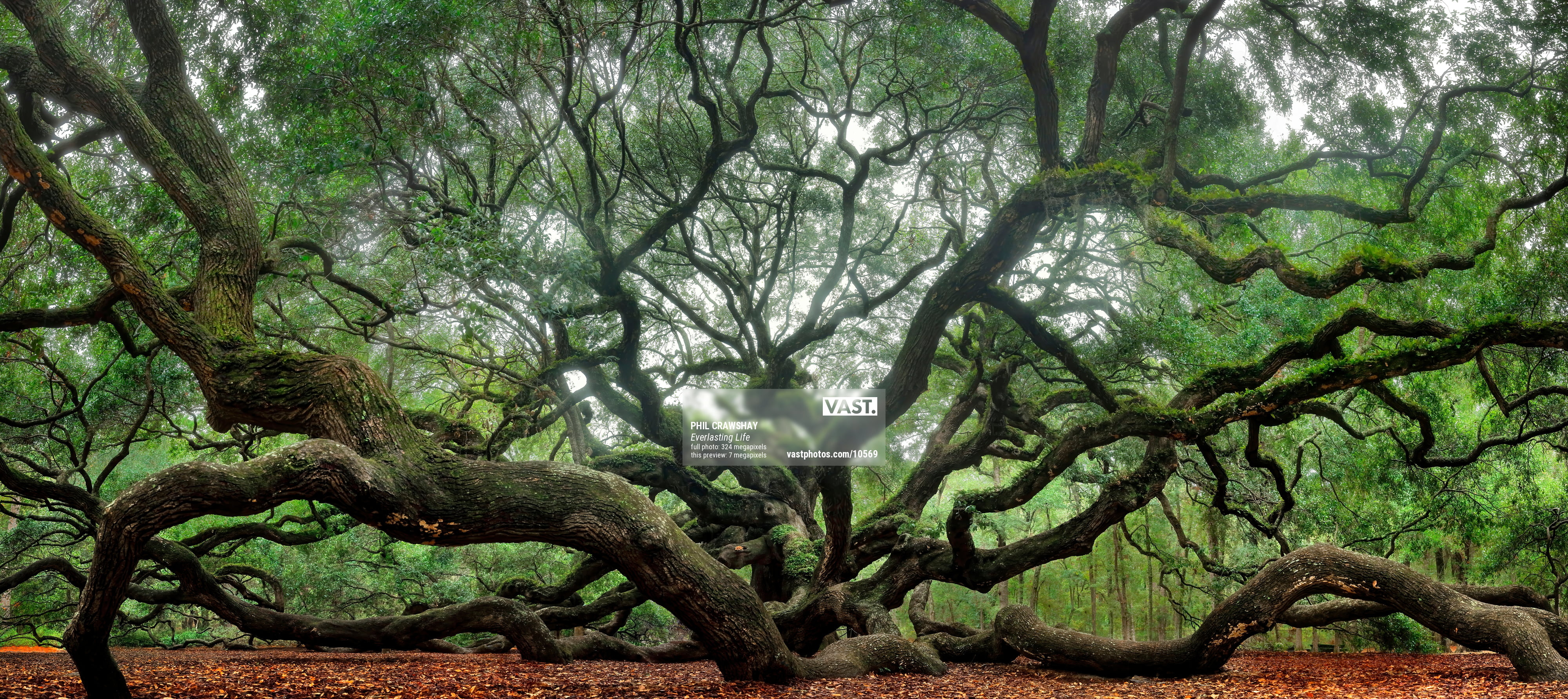 beautiful oak tree photography