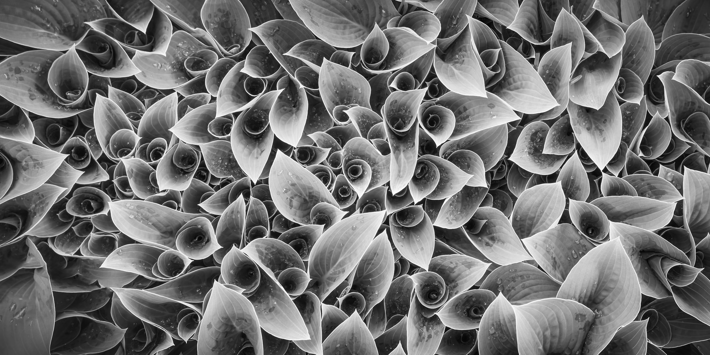 344 megapixels! A very high resolution, large-format VAST photo print of a hosta plant with beautiful curling leaves; black & white photograph created by Dan Piech in New York Botanical Garden, New York City