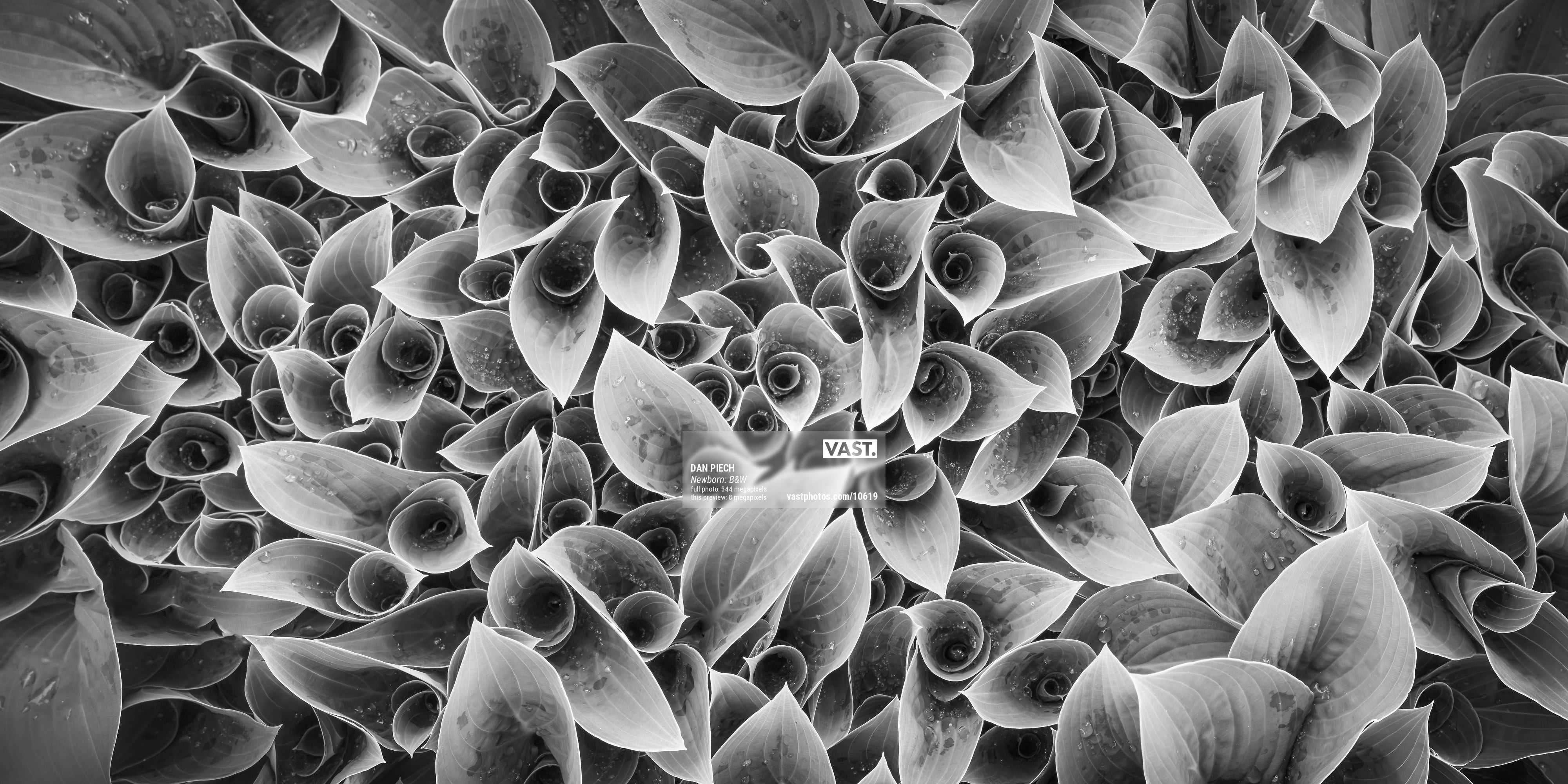 Black & white plants: High-res prints VAST