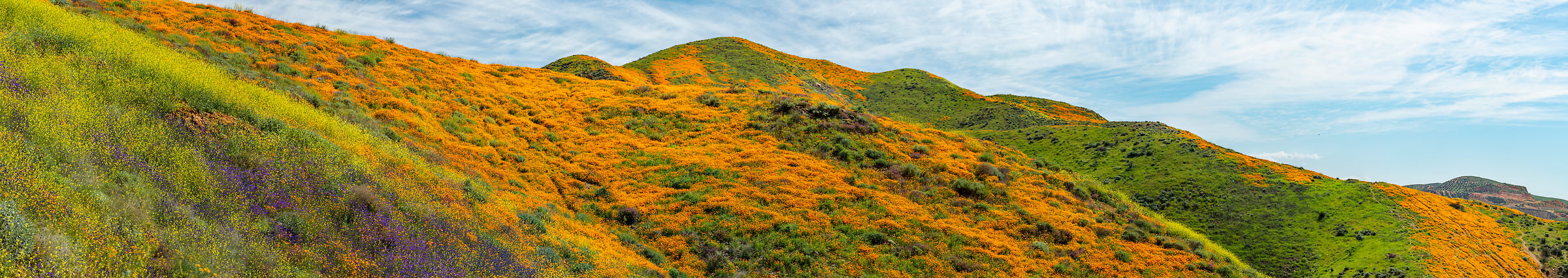 590 megapixels! A very high resolution, large-format VAST photo print of hills with flowers on them; landscape photograph created by Jim Tarpo in Walker Canyon, California.