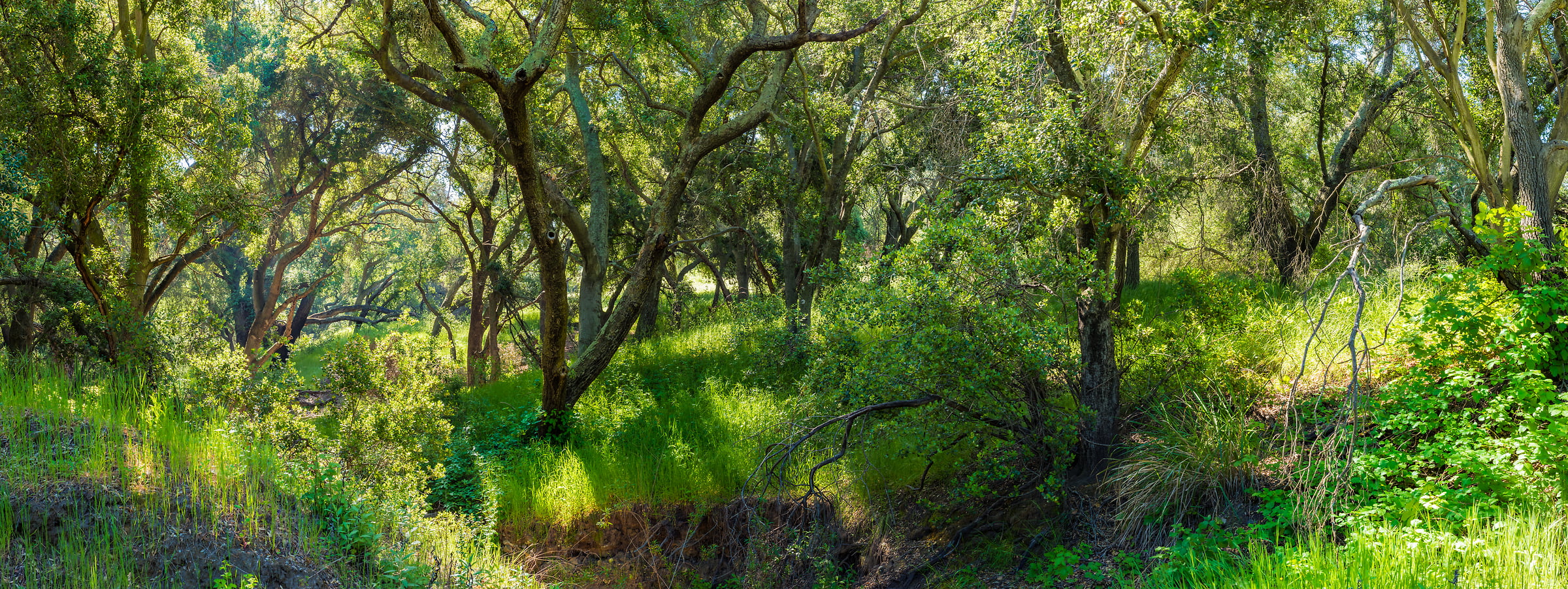 193 megapixels! A very high resolution, large-format VAST photo print of a green nature scene; wallpaper photograph created by Jim Tarpo in Silverado, California.