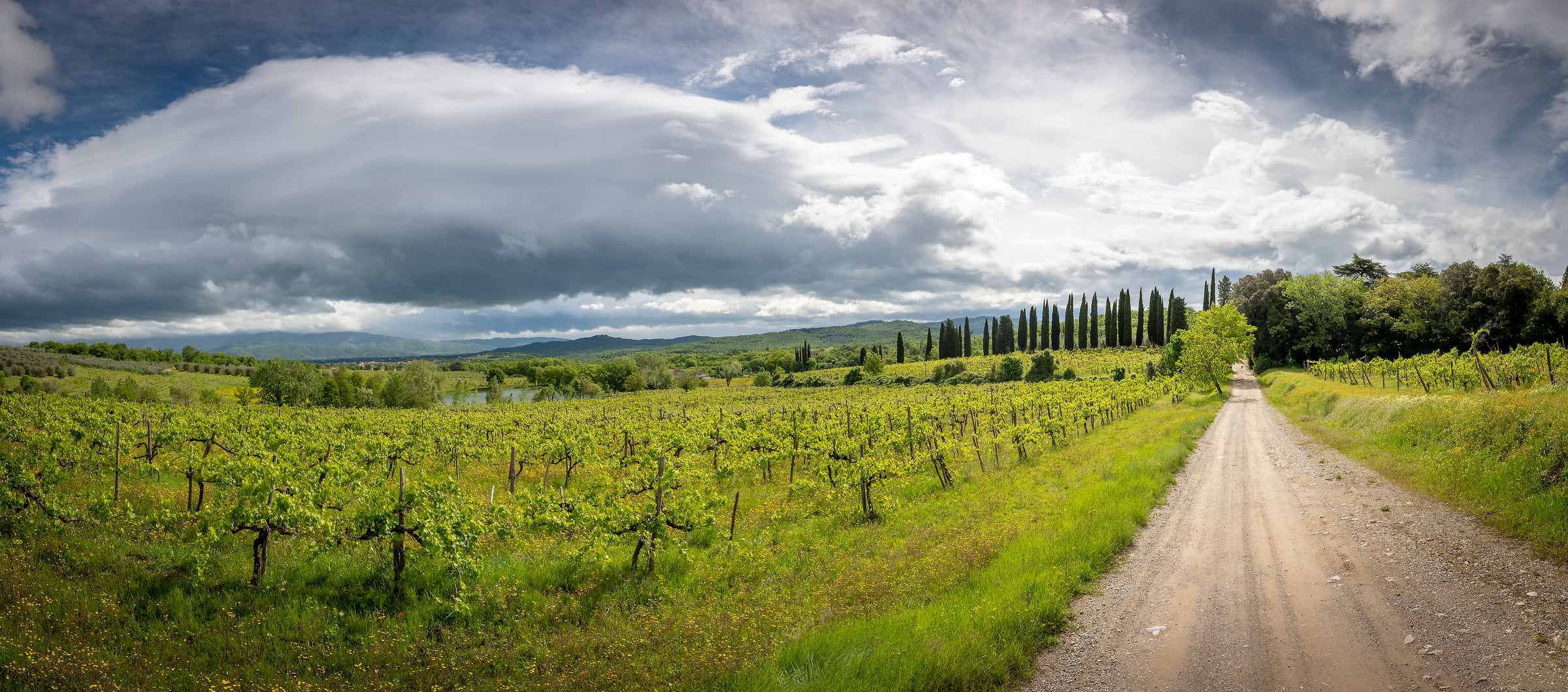 133 megapixels! A very high resolution, large-format VAST photo print of a dirt road next to a vinyard in Tuscany, Italy; photograph created by Justin Katz in Tenuta Lupinari, Tuscany, Italy