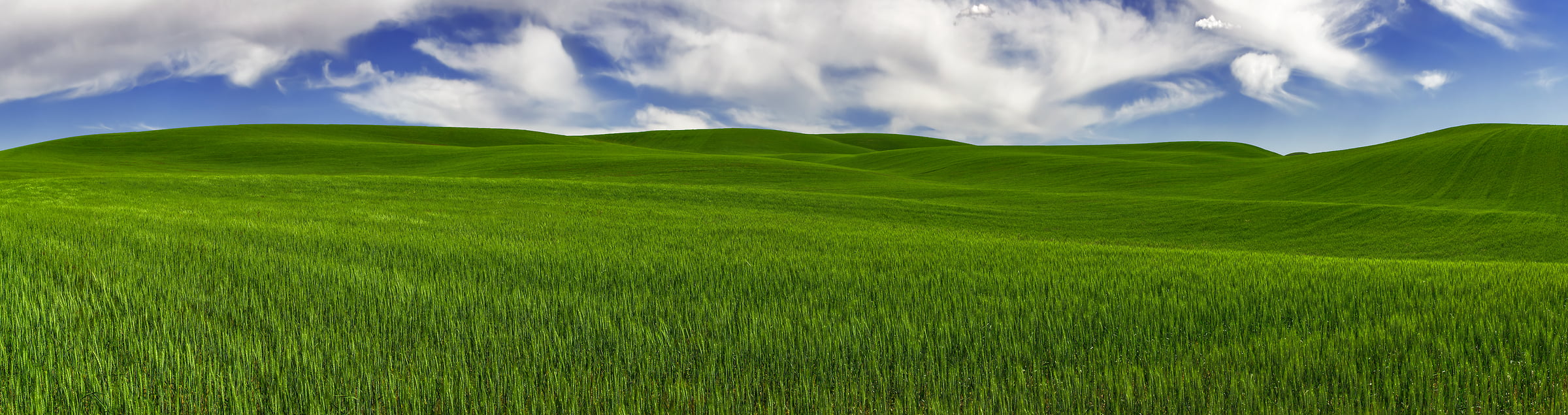 126 megapixels! A very high resolution, large-format VAST photo print of hills and green fields; landscape photograph created by Chris Collacott in Palouse, WA, USA