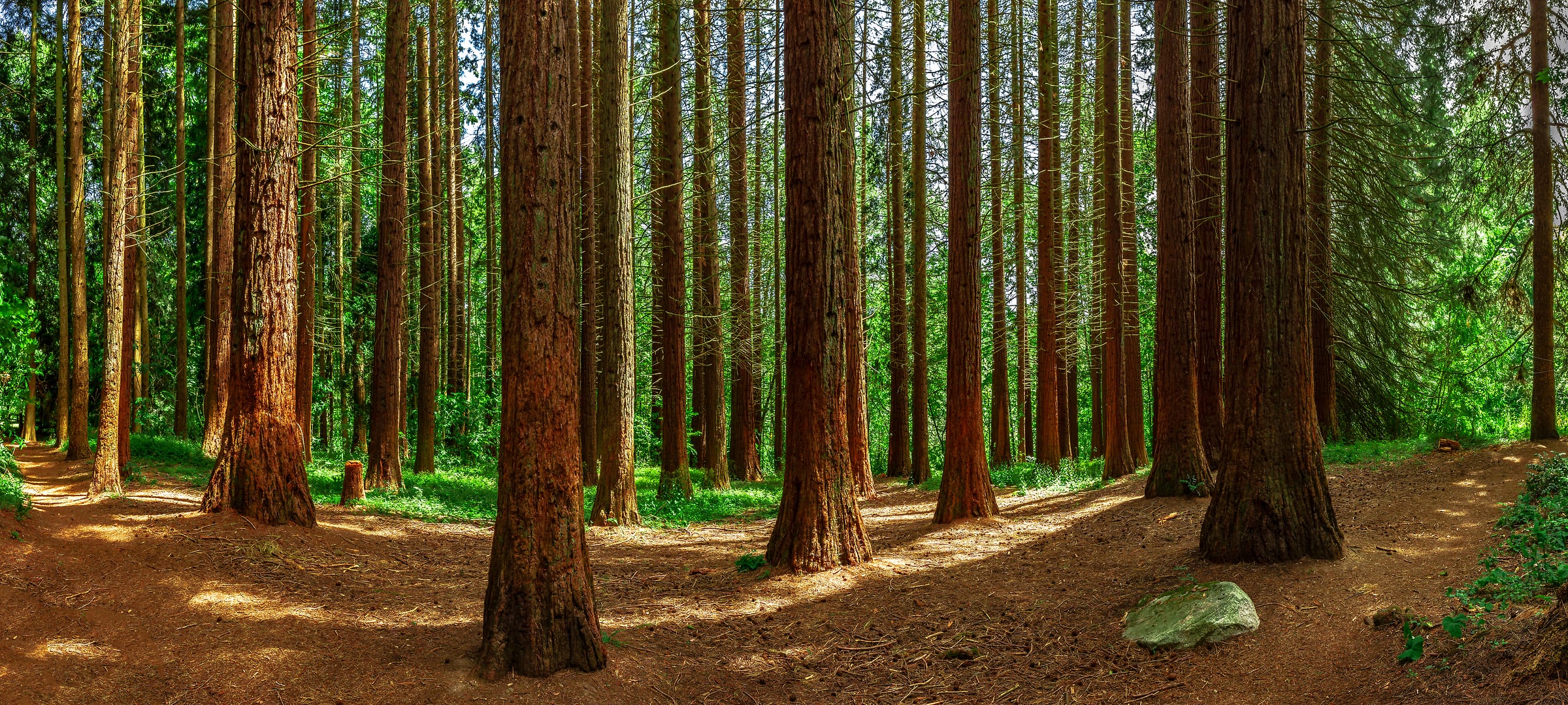 184 megapixels! A very high resolution, large-format VAST photo print of a pine tree forest; nature photograph created by Chris Collacott in Redwood Park, Surrey, British Columbia, Canada.