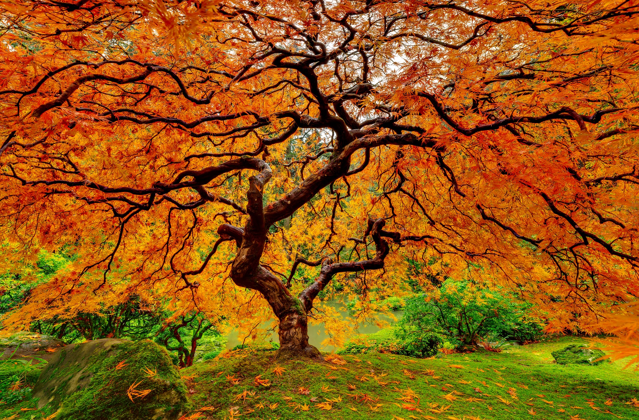 325 megapixels! A very high resolution, large-format VAST photo print of a beautiful tree with autumn foliage; nature photograph created by Chris Collacott in Portland, Oregon, USA.