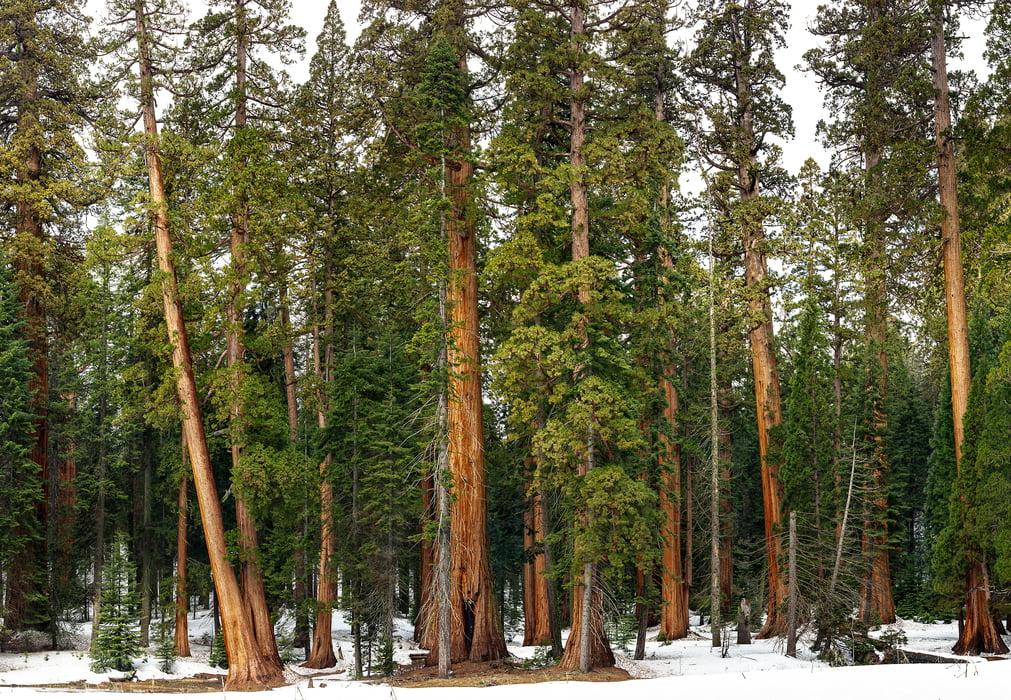 635 megapixels! A very high resolution, large-format VAST photo print of giant trees; nature photograph created by Chris Collacott in Sequoia National Park, California, USA.