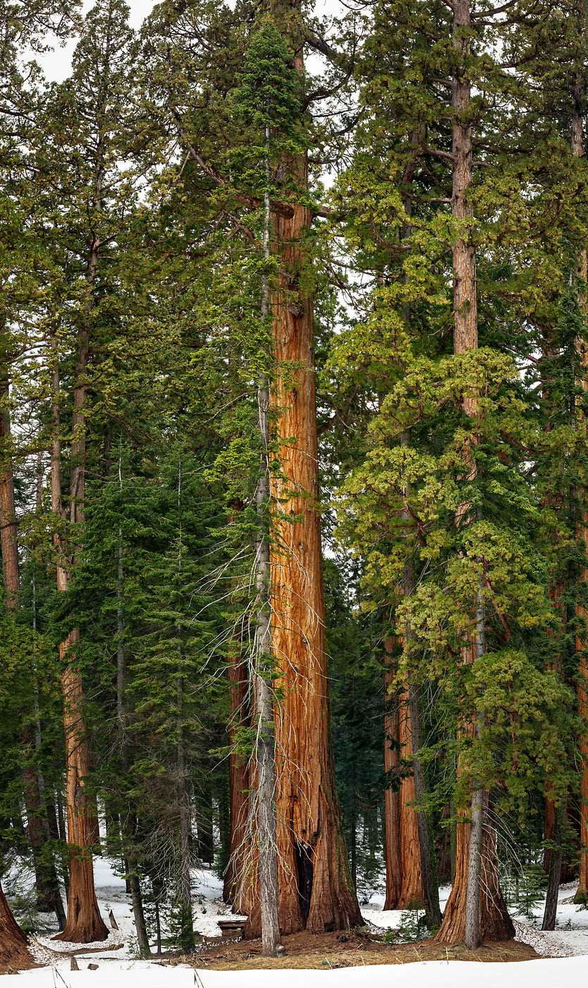 253 megapixels! A very high resolution, vertical VAST photo print of a sequoia tree; nature photograph created by Chris Collacott in Sequoia National Park, California