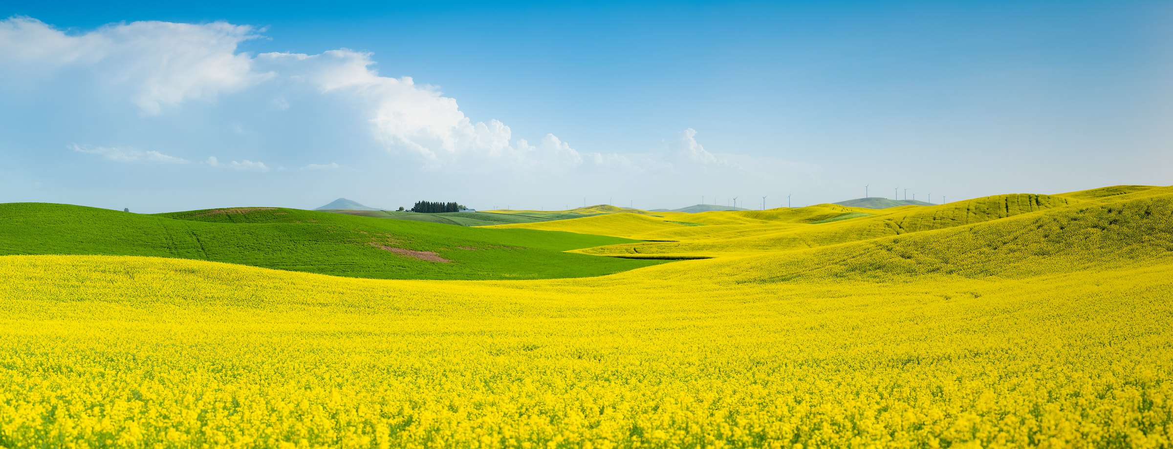 448 megapixels! A very high resolution, large-format VAST photo print of a green and yellow canola field; landscape photograph created by Greg Probst in Palouse, Washington