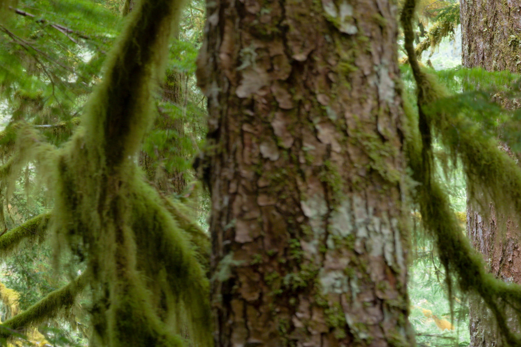 Pacific Northwest forest photos - VAST