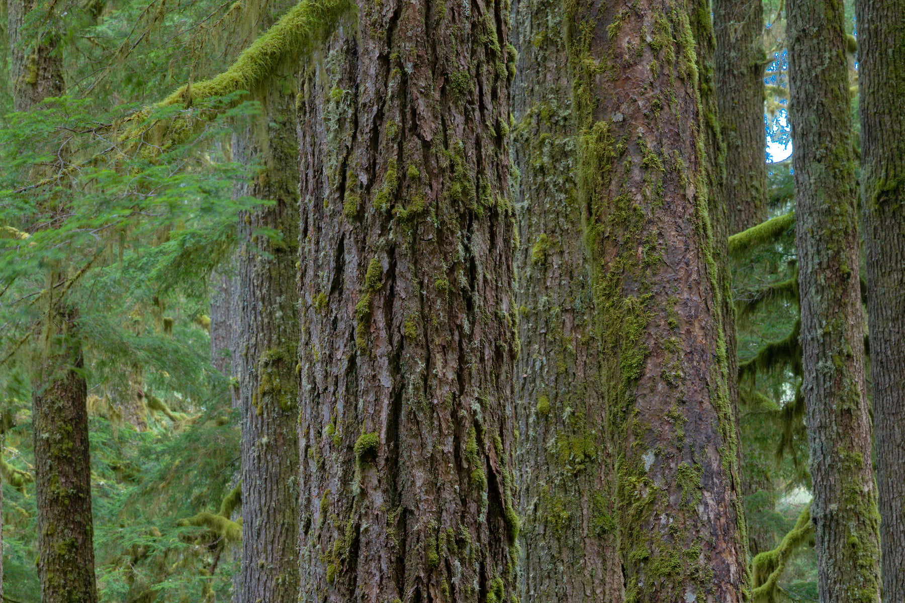Pacific Northwest forest photos - VAST
