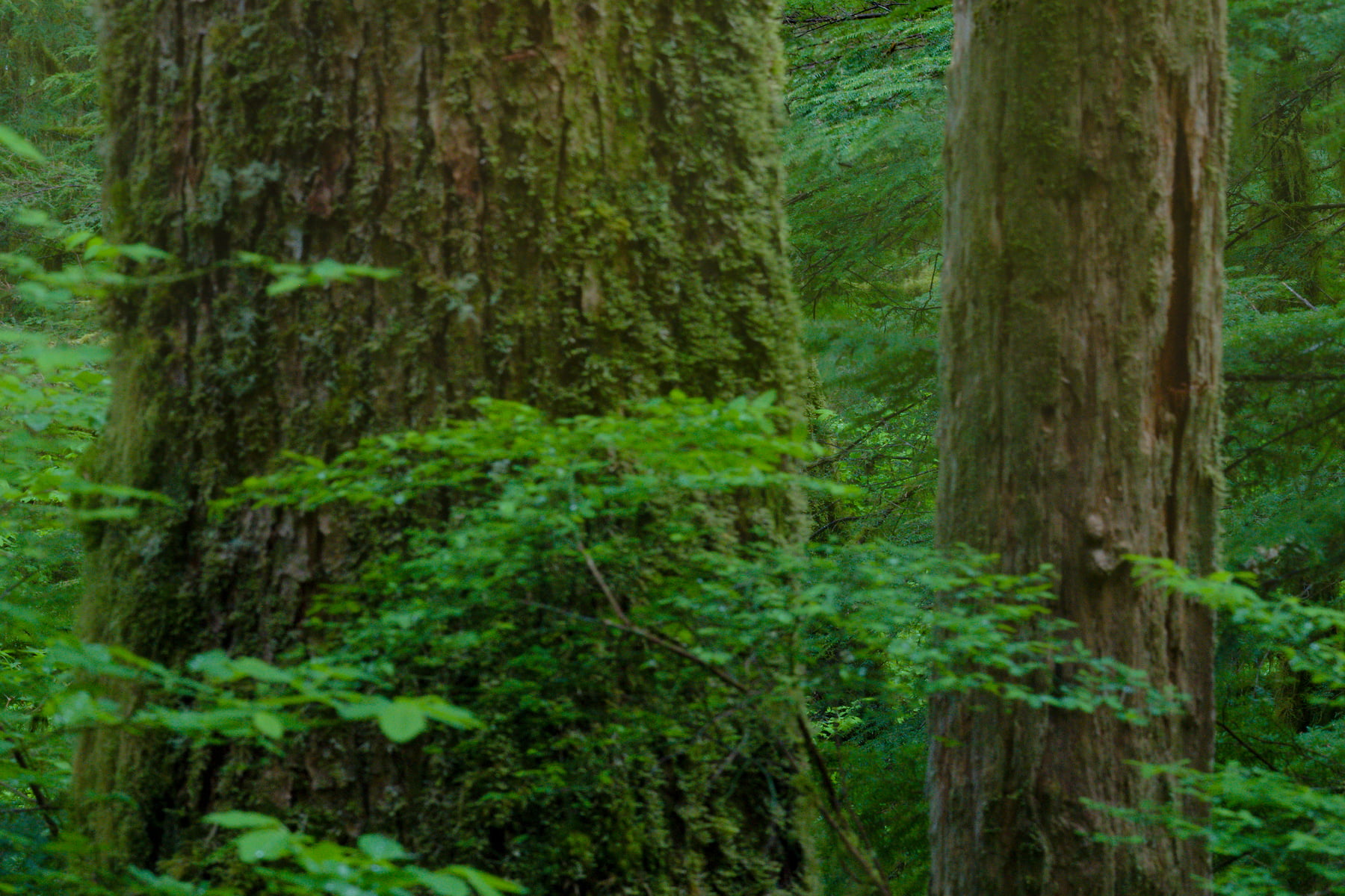 Pacific Northwest forest photos - VAST