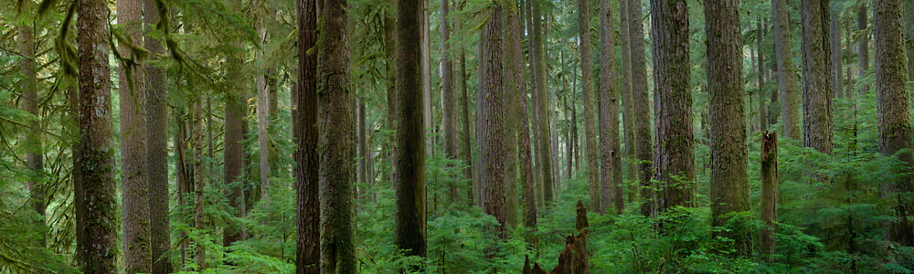 FORESTフォレスト Pacific Northwest forest photos - VAST