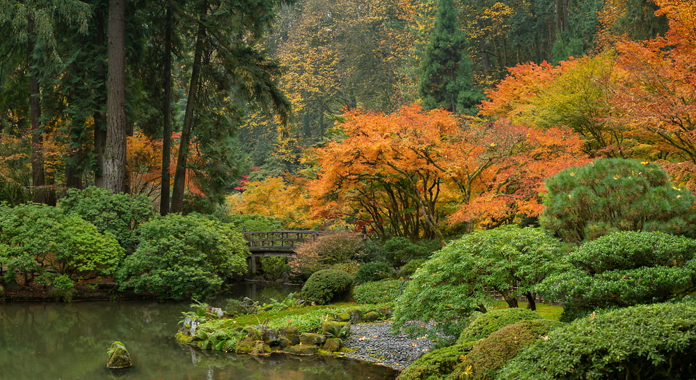 Photos of autumn foliage in gardens - VAST