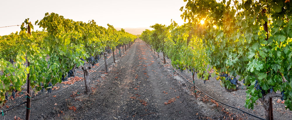 napa-vineyards-1000x584.jpg?v=
