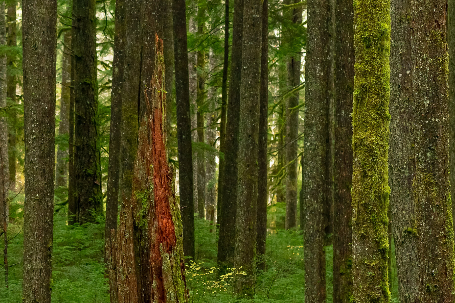 Nw Tree Reference Most Common Tree In Pacific Northwest at Sherlyn Weyer blog