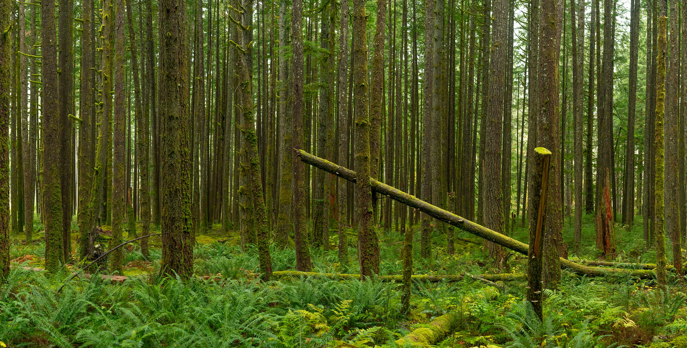 250 megapixels! A very high resolution, large-format VAST photo print of a tree in a forest in the pacific northwest; nature photograph created by Scott Rinckenberger in CCC Trail, Middle Fork Trailhead, Middle Fork Snoqualmie River, Washington.