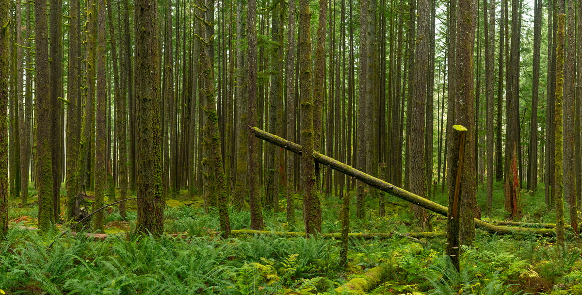 Forest forsthaus hi-res stock photography and images - Alamy