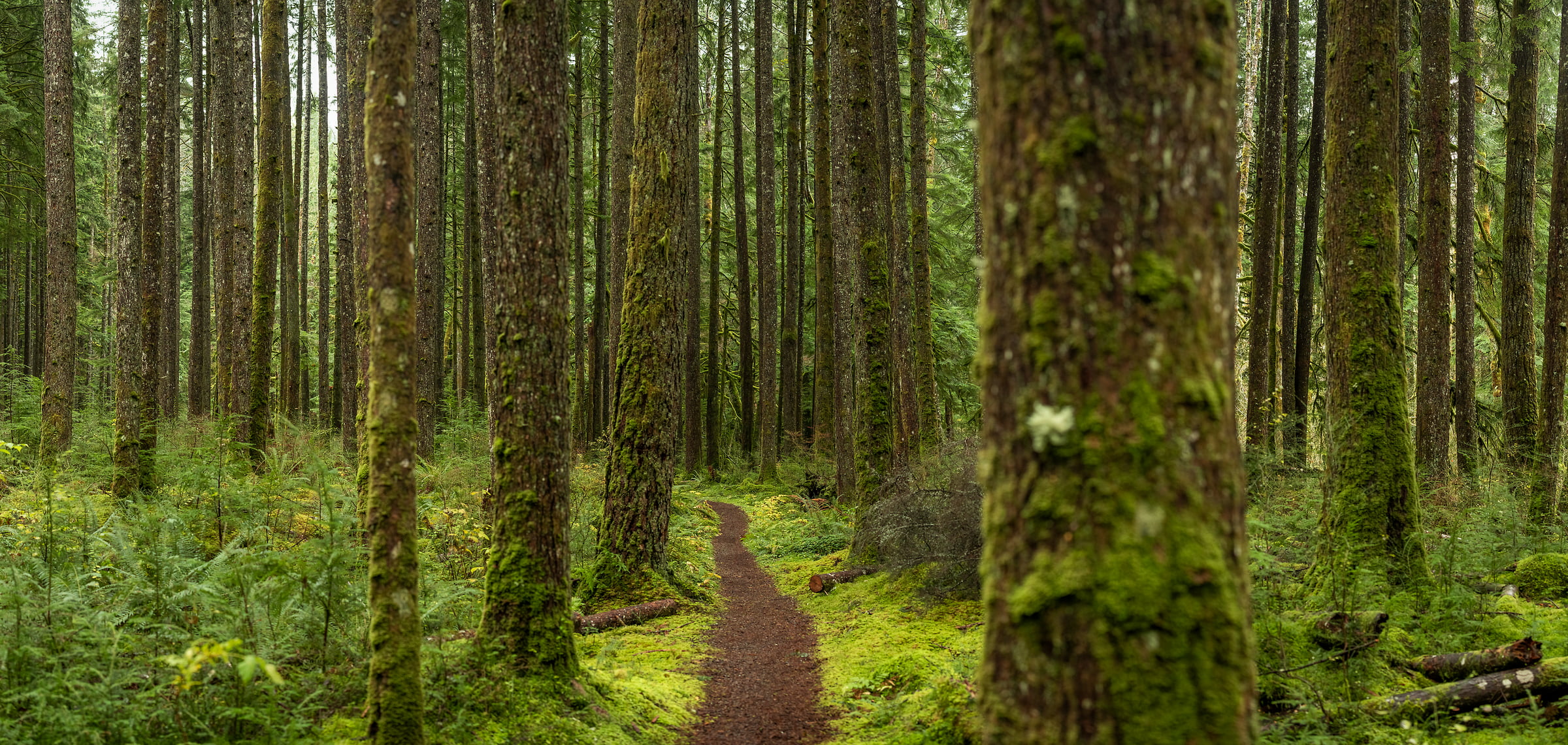 217 megapixels! A very high resolution, large-format VAST photo print of a pathway in a forest; nature photograph created by Scott Rinckenberger in CCC Trail, Middle Fork Trailhead, Middle Fork Snoqualmie River, Washington.
