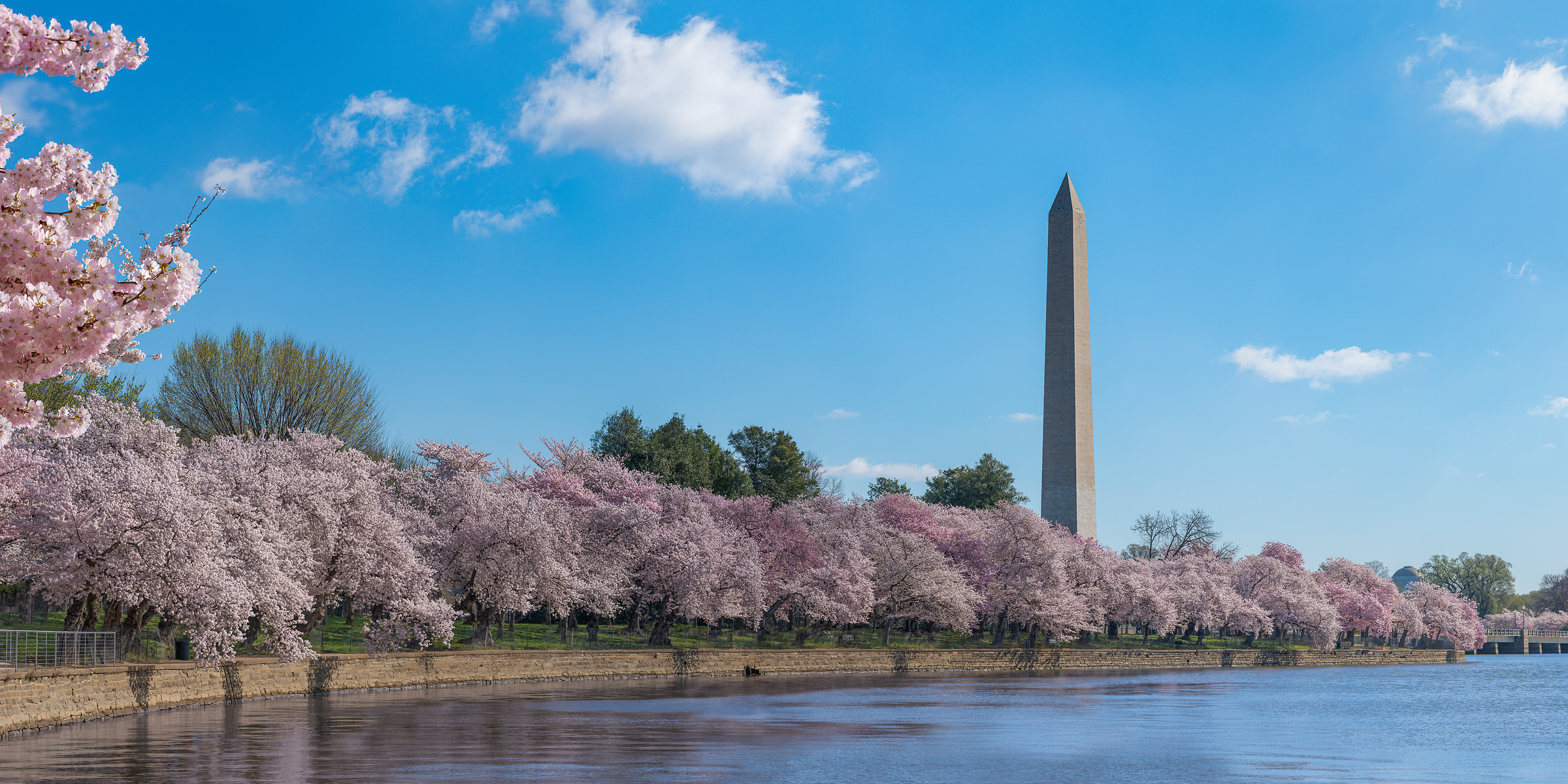 368 megapixels! A very high resolution, large-format VAST photo print of cherry blossoms in front of the Tidal Basin and Washington Monument; photograph created by Tim Lo Monaco in Tidal Basin, National Mall, Washington, D.C.