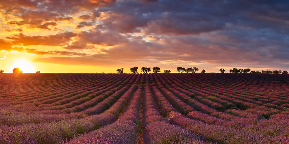 lavender-fields-sunset-photo-