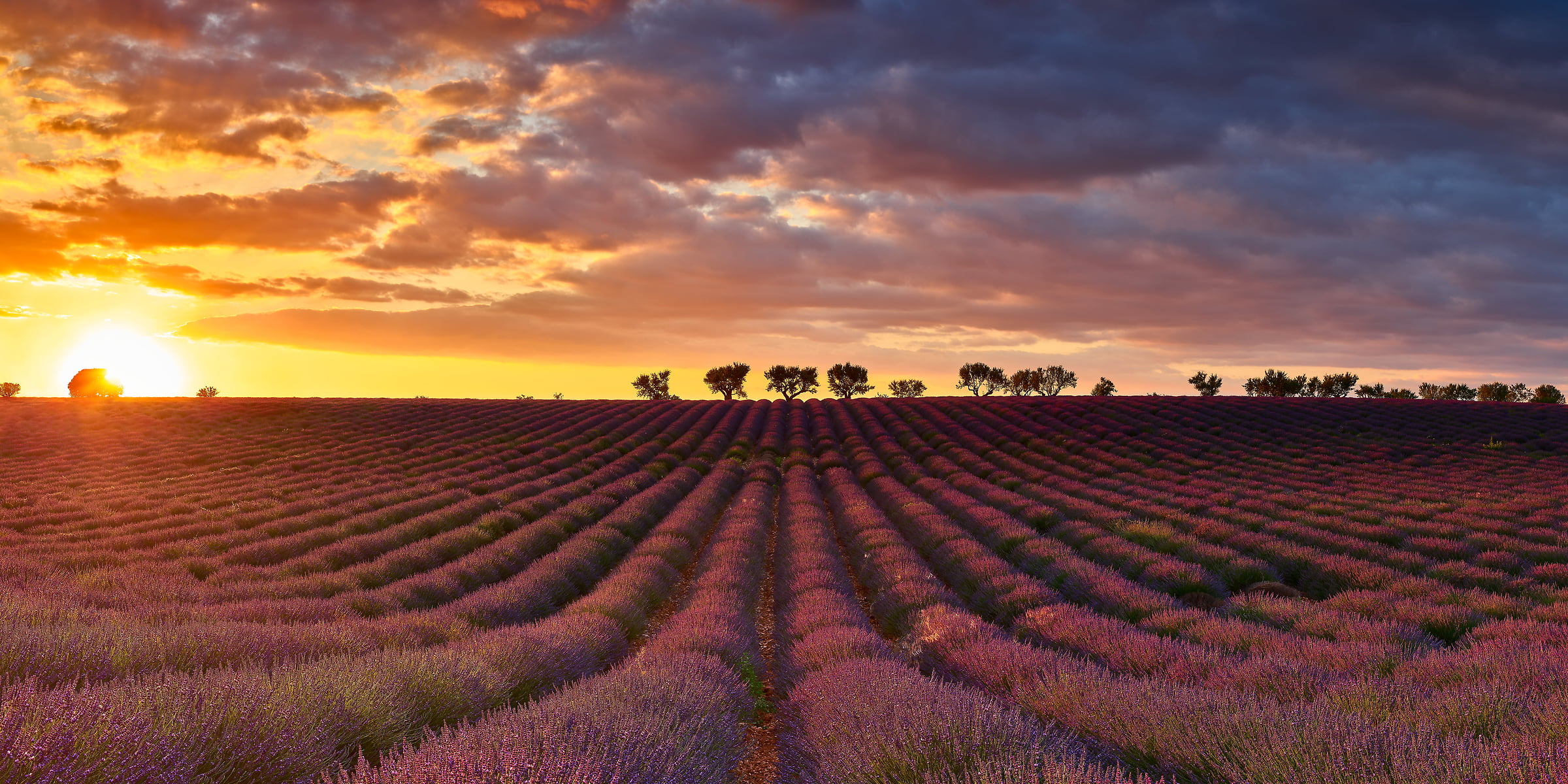 192 megapixels! A very high resolution, large-format VAST photo print of a sunset over lavender fields; landscape photograph created by David Meaux in Valensole Plateau, Valensole, Provence-Alpes-Côte d'Azur, France
