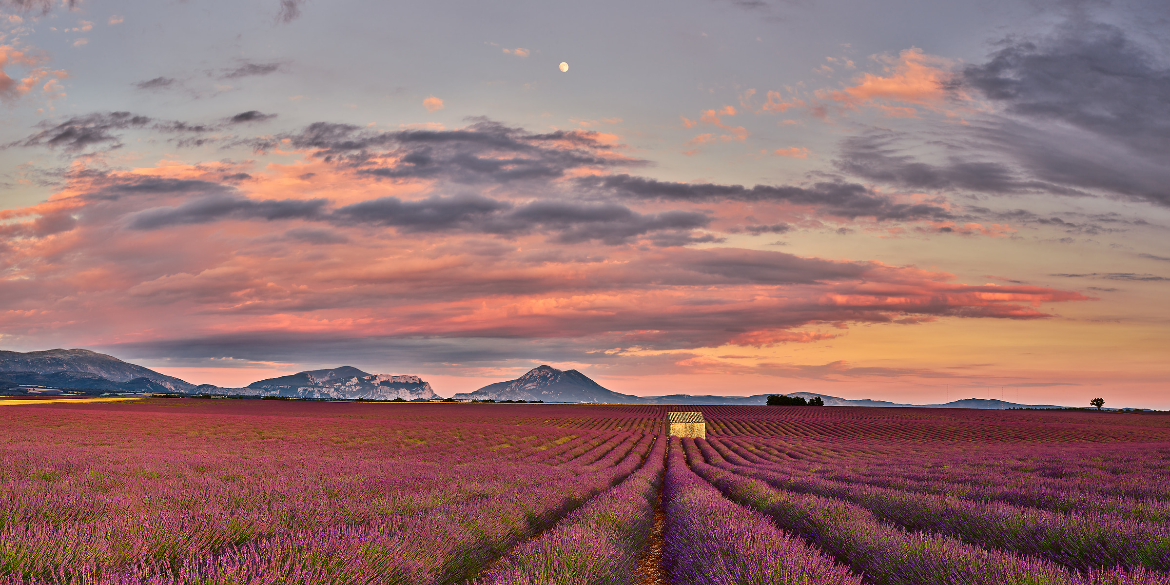 191 megapixels! A very high resolution, large-format VAST photo print of Valensole, France; landscape photograph created by David Meaux in Valensole Plateau, Valensole, Provence-Alpes-Côte d'Azur, France.