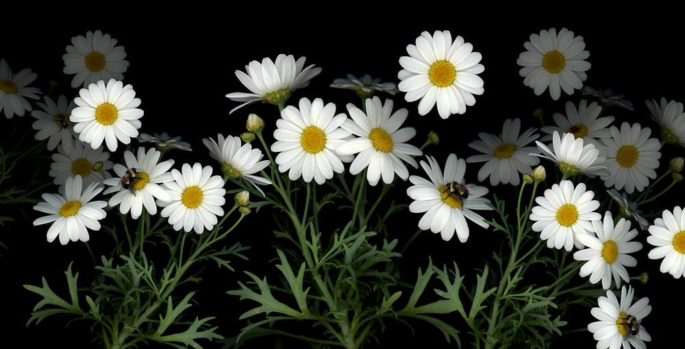 photos-of-daisies-1000x584.jpg