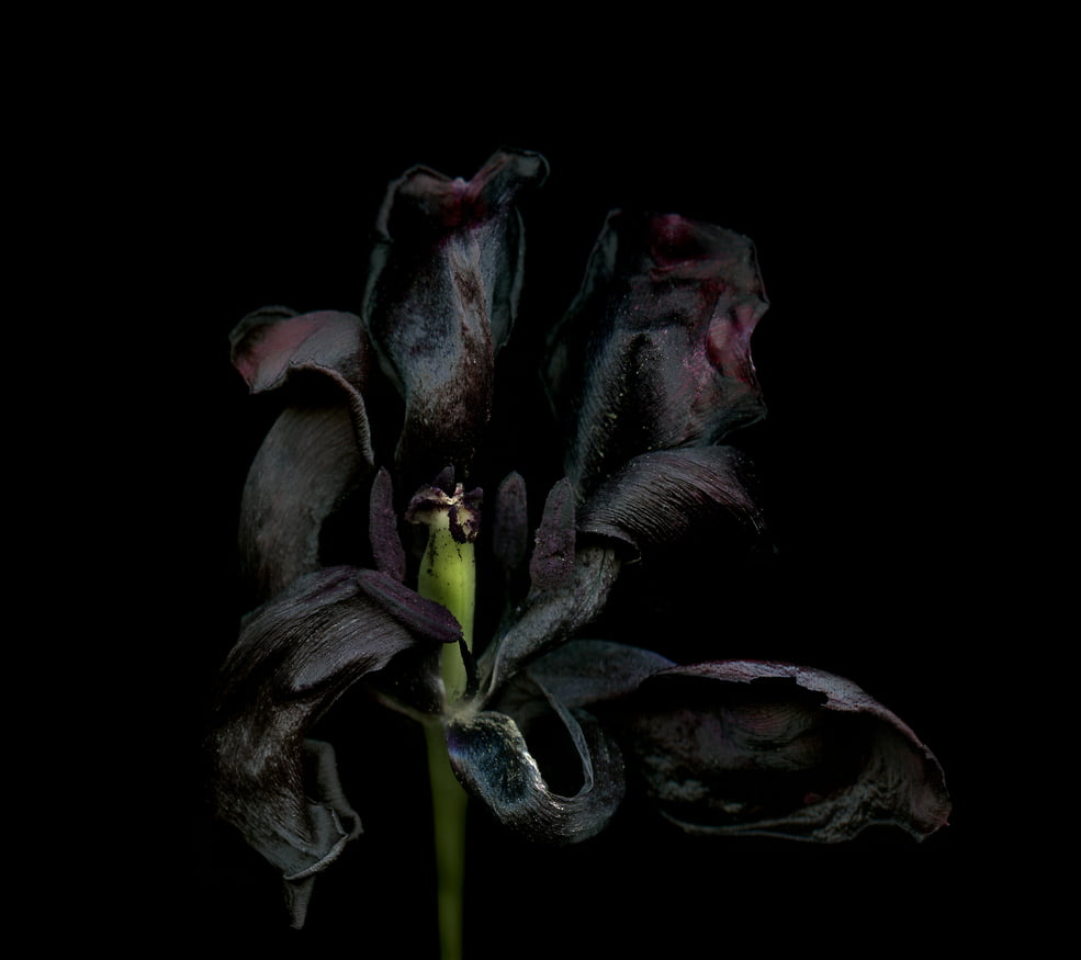 black-flower-photo-1500x875.