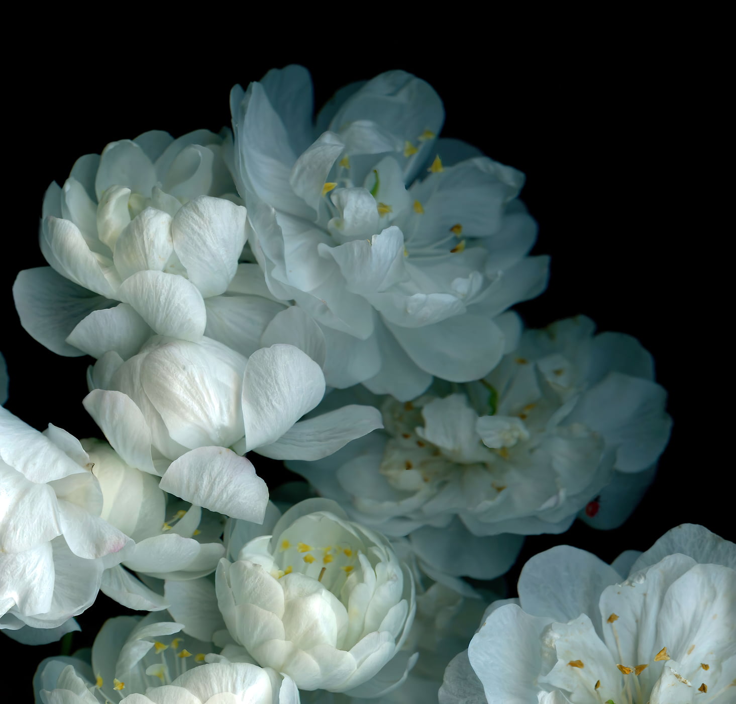 193 megapixels! A very high resolution, large-format VAST photo print of a blossom artwork created by Anja Axelsson