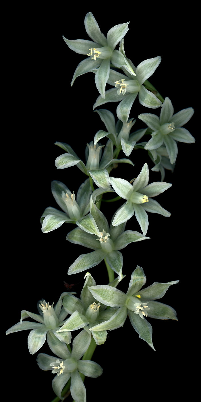 279 megapixels! A very high resolution, large-format VAST photo print of a vertical flower artwork; macro nature photograph created by Anja Axelsson.