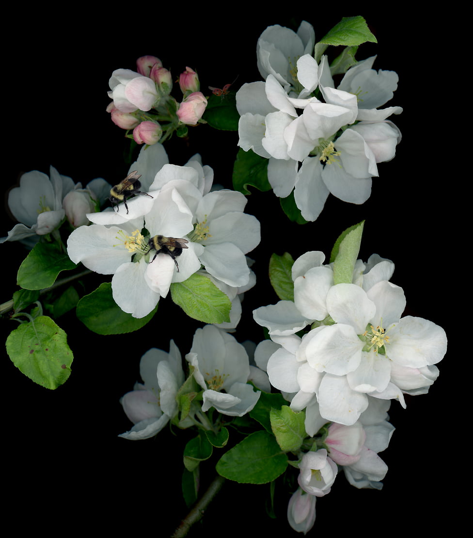 その他 Akibahara Flowers Panda - Apple #9929+MF large-flower-photo-prints-