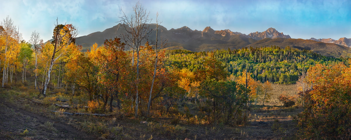2,566 megapixels! A very high resolution, large-format VAST photo print of aspen trees and mountains in the background; photograph created by John Freeman in Ridgway, Colorado.