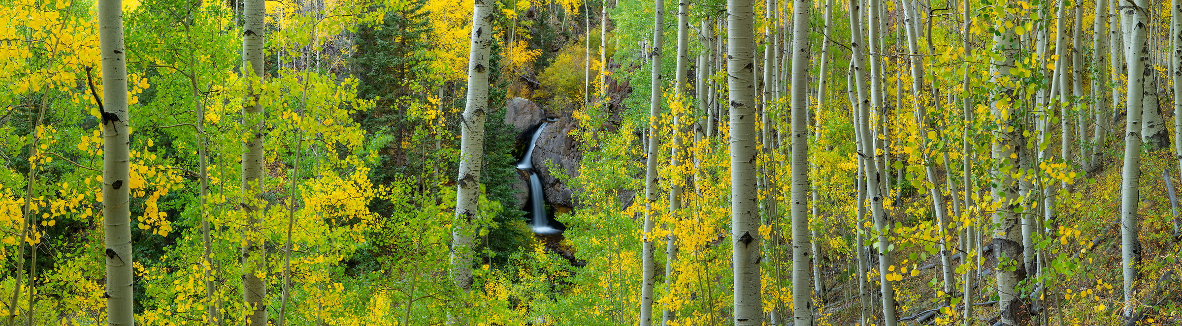 203 megapixels! A very high resolution, panoramic photo print of a nature scene with birch trees, a forest, and a waterfall; photograph created by Phillip Noll in Lake City, Colorado