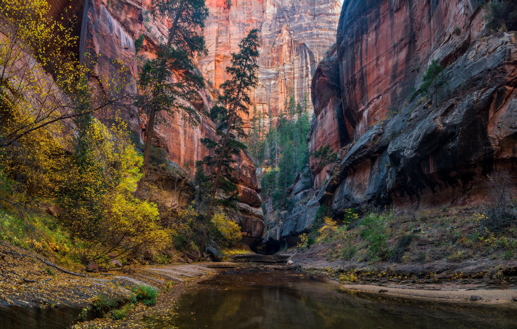 130 megapixels! A very high resolution, large-format VAST photo print of a stream in a canyon in autumn; nature photograph created by Phillip Noll in Zion National Park, Utah