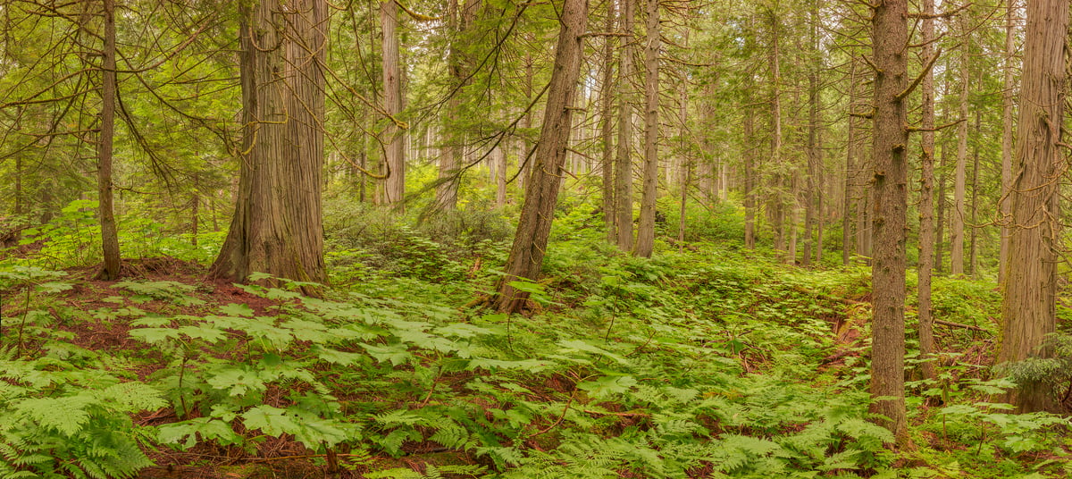 Forest forsthaus hi-res stock photography and images - Alamy