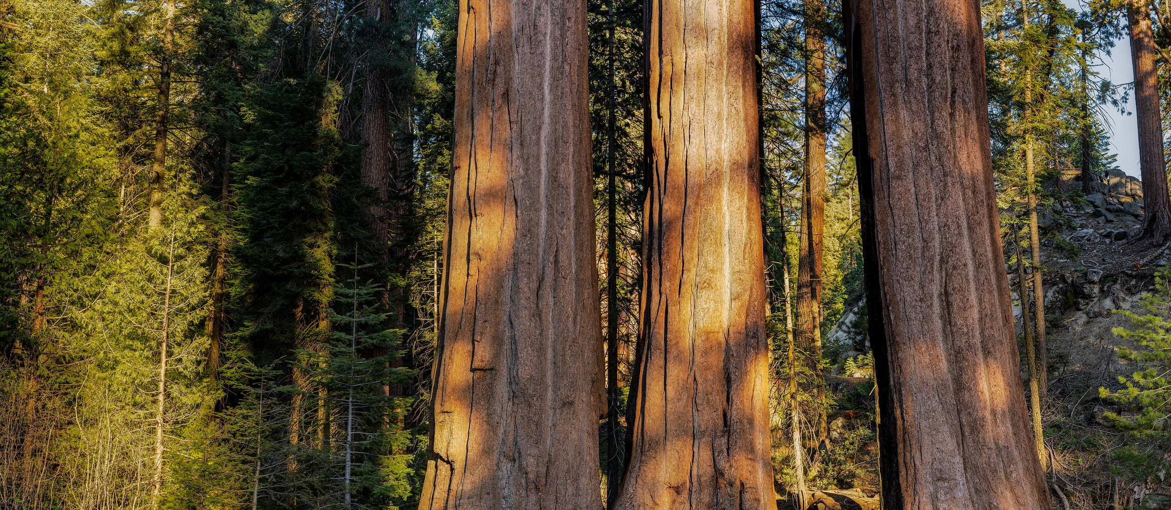 410 megapixels! A very high resolution, large-format VAST photo print of trees in Grants Cove in Kings Canyon National Park; nature photograph created by Chris Blake in Kings Canyon National Park, California.