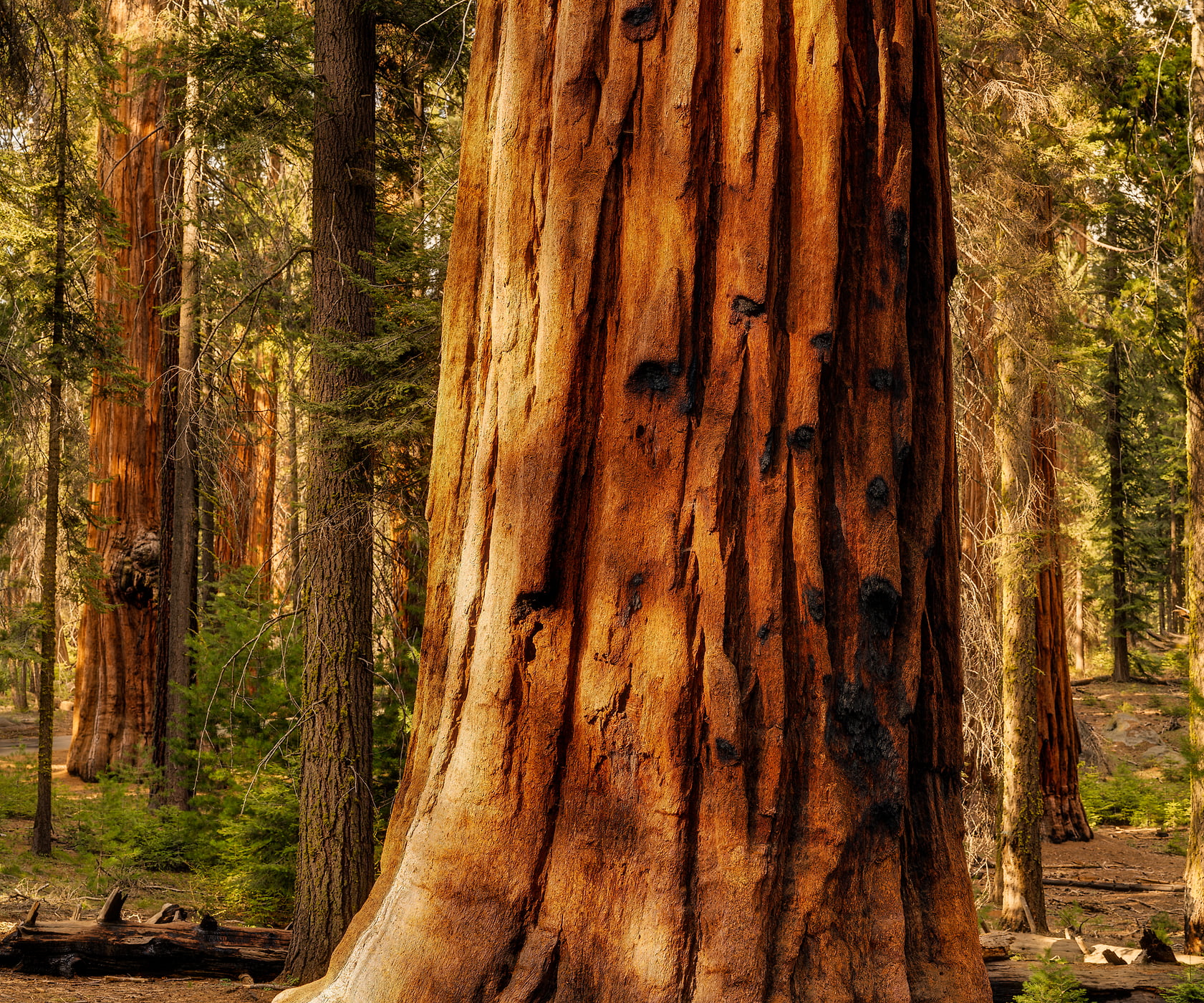 207 megapixels! A very high resolution, large-format VAST photo print of a giant sequoia tree in a forest; artistic photograph created by Chris Blake in The Giant Forest, Sequoia National Park.