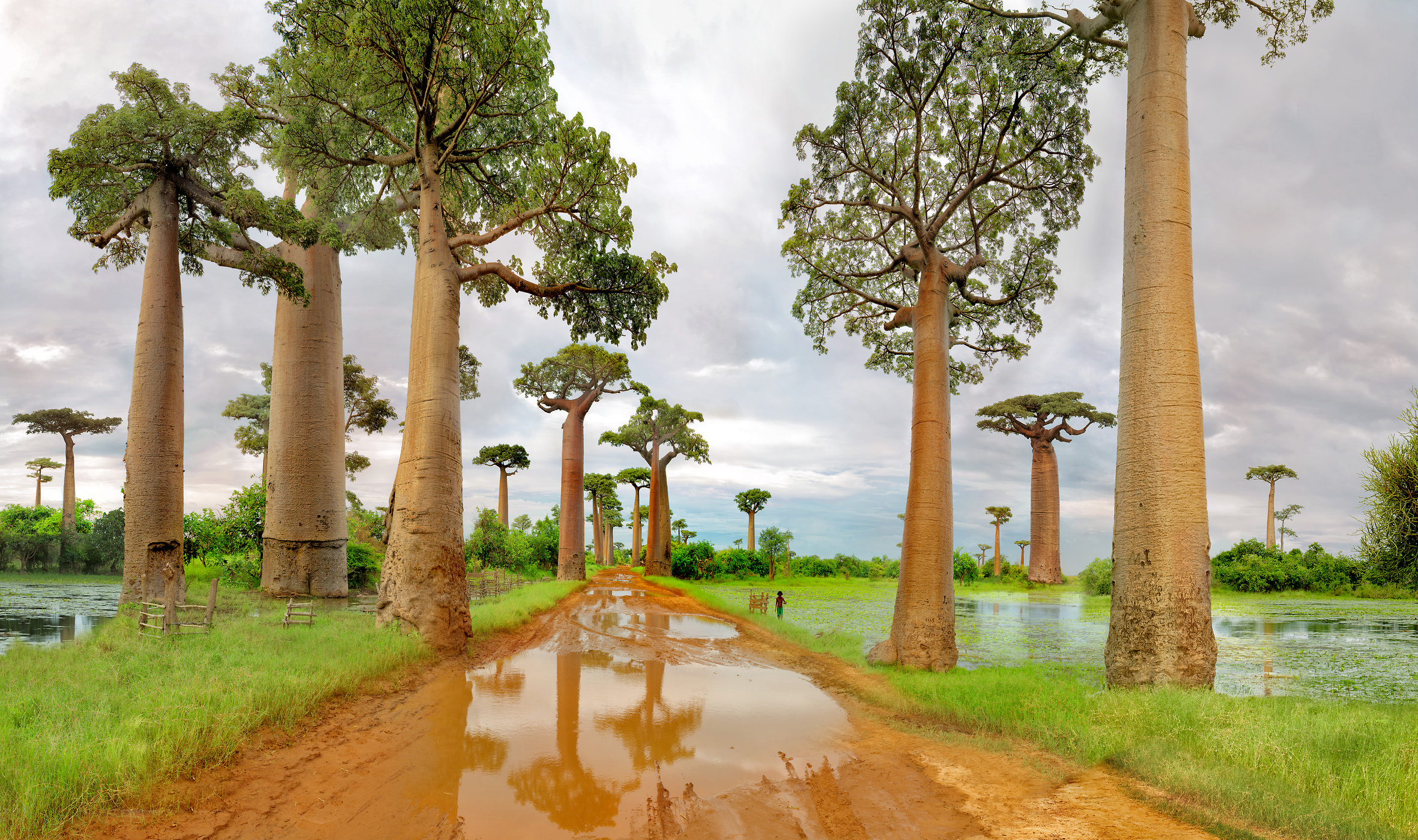 233 megapixels! A very high resolution, large-format VAST photo print of baobab trees along a dirt road; nature photograph created by Peter Rodger in Madagascar