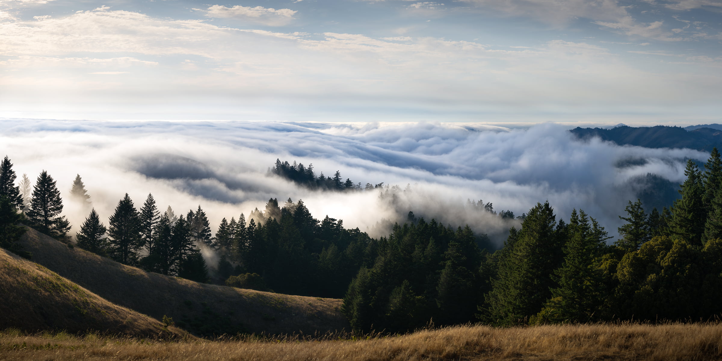 374 megapixels! A very high resolution, large-format VAST photo print of fog on a hillside amid trees; landscape photograph created by Jeff Lewis in Mt. Tamalpais, California.