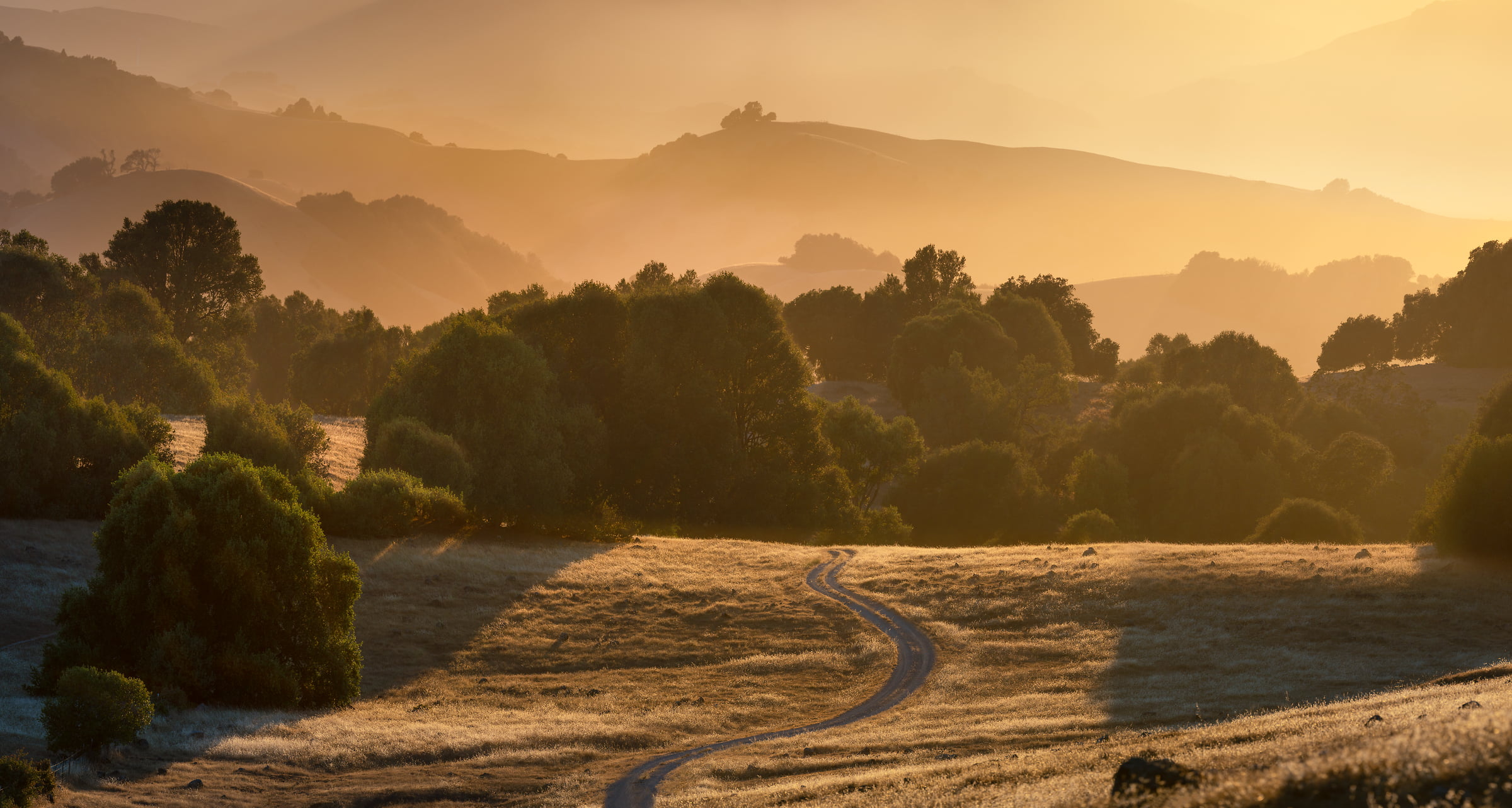 214 megapixels! A very high resolution, large-format VAST photo print of a golden sunset landscape with trees, hills, and a dirt road; landscape photograph created by Jeff Lewis in Marin County, California