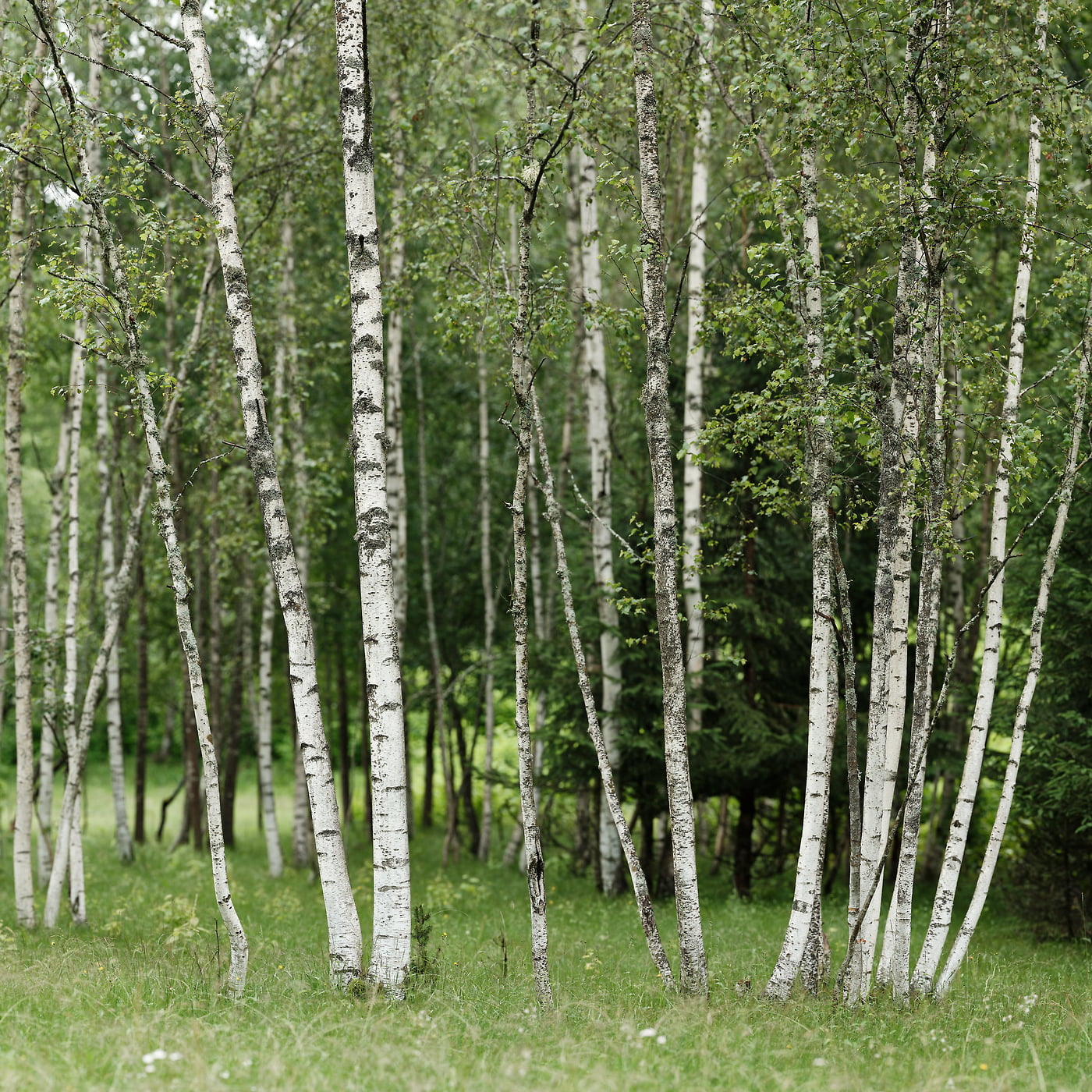 1,707 megapixels! A very high resolution, large-format VAST photo print of a grove of aspen trees in the woods; nature wallpaper photograph created by David Meaux in Chamonix-Mont-Blanc, Haute-Savoie, Auvergne-Rhône-Alpes, France